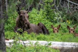 Best Hikes in Grand Teton