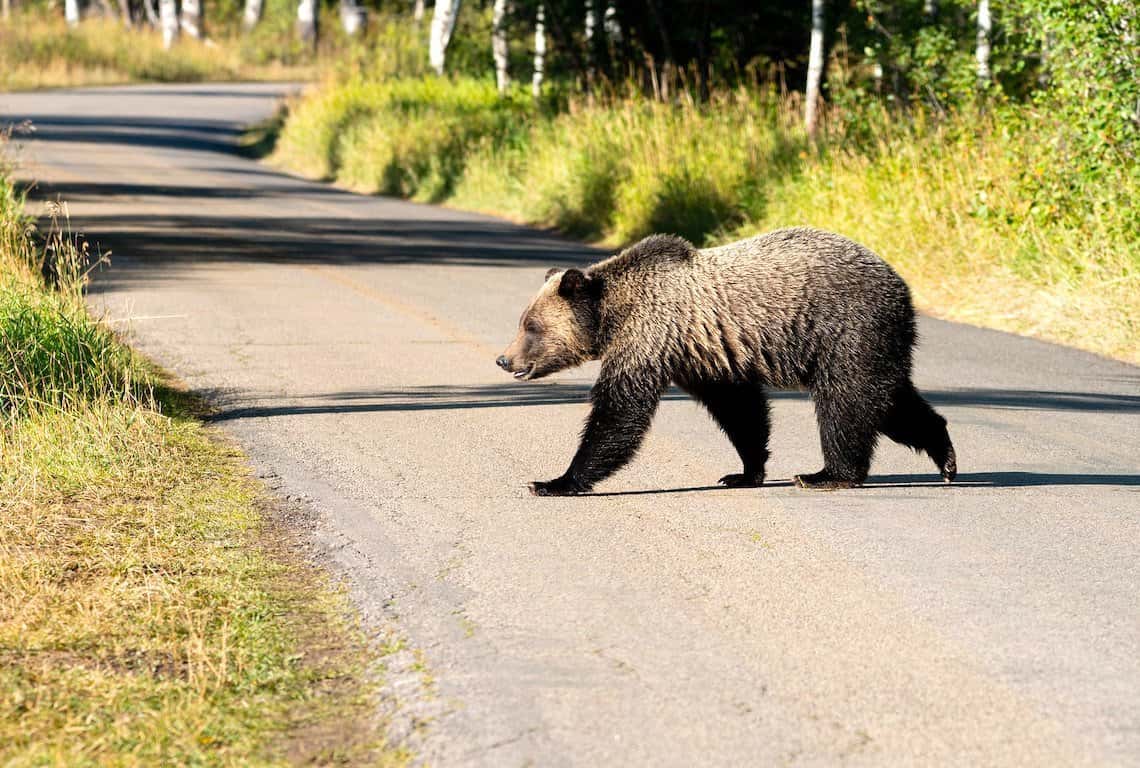 Things to Do in Grand Teton National Park