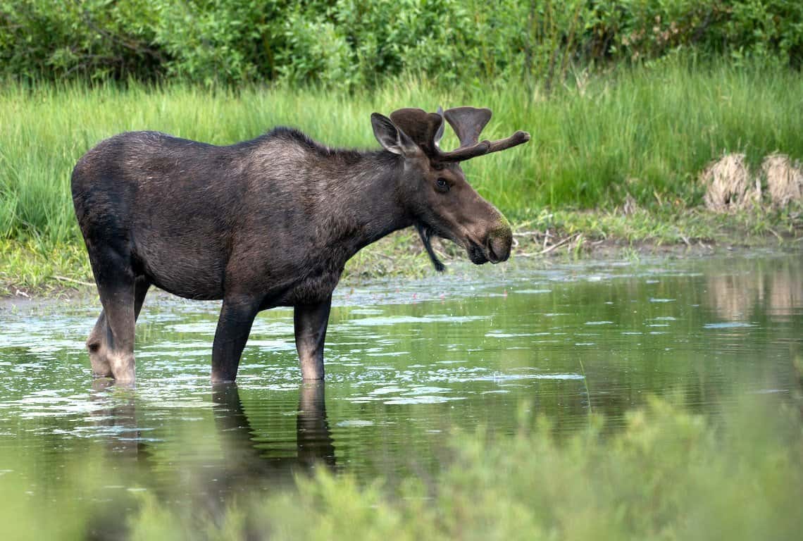 Things to Do in Grand Teton National Park