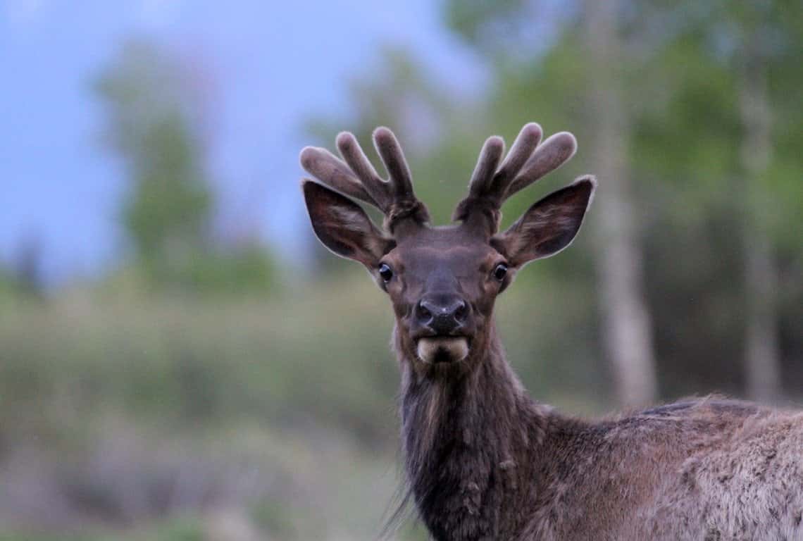 Best Photography Locations in Grand Teton National Park
