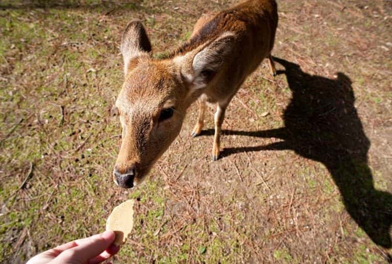 Perfect ONE DAY in NARA - 6 Things You Can't Miss (Maps+Useful Tips ...