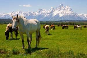 11 GRAND TETON TIPS (Insider Advice for First-Time Visitors) • Intrepid ...