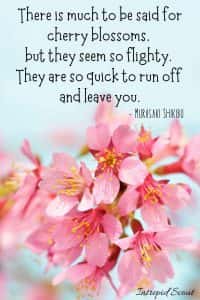 165 Beautiful CHERRY BLOSSOM QUOTES and CAPTIONS for Instagram ...