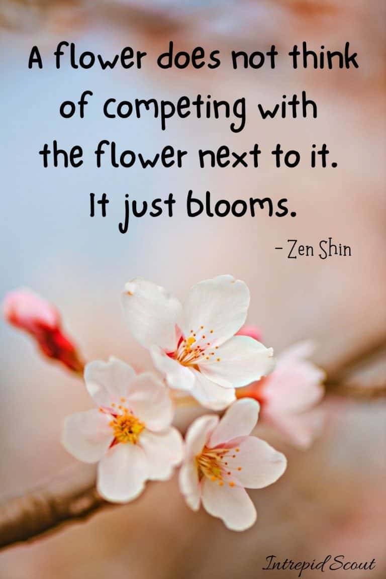 165 Beautiful CHERRY BLOSSOM QUOTES and CAPTIONS for Instagram ...