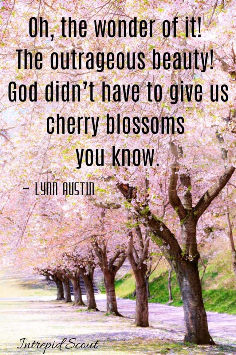 165 Beautiful CHERRY BLOSSOM QUOTES And CAPTIONS For Instagram ...