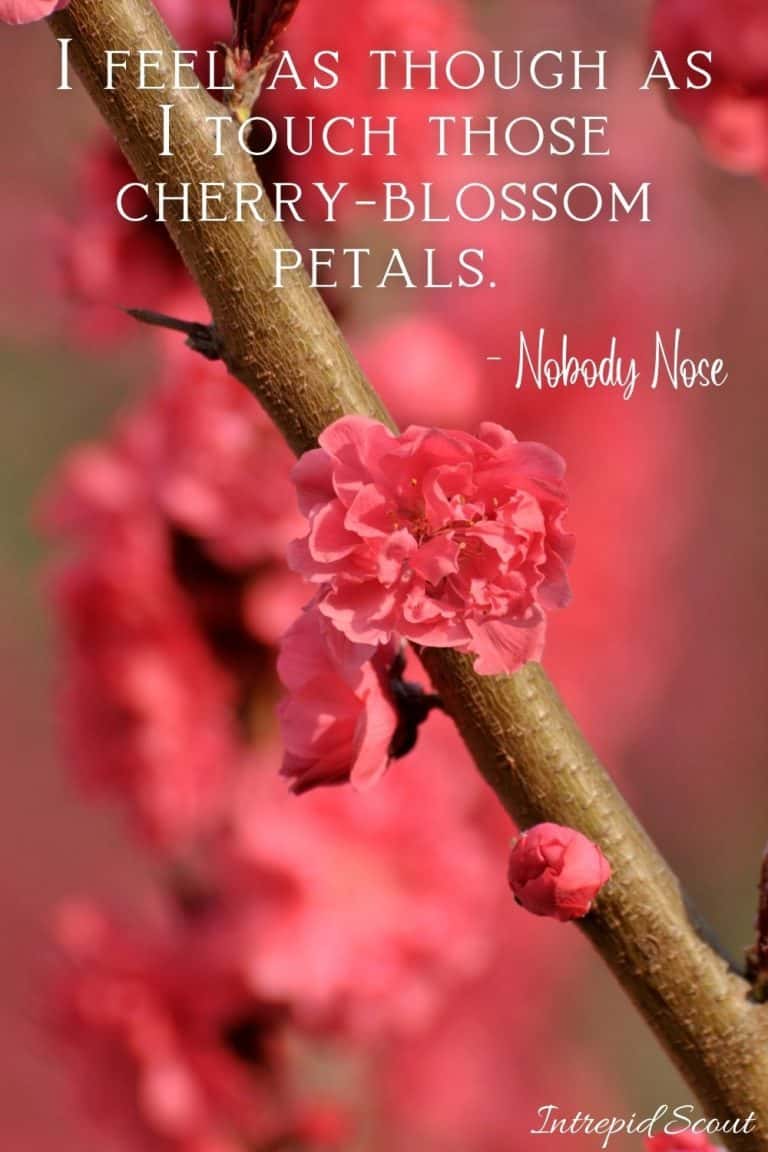 165 Beautiful CHERRY BLOSSOM QUOTES And CAPTIONS For Instagram ...