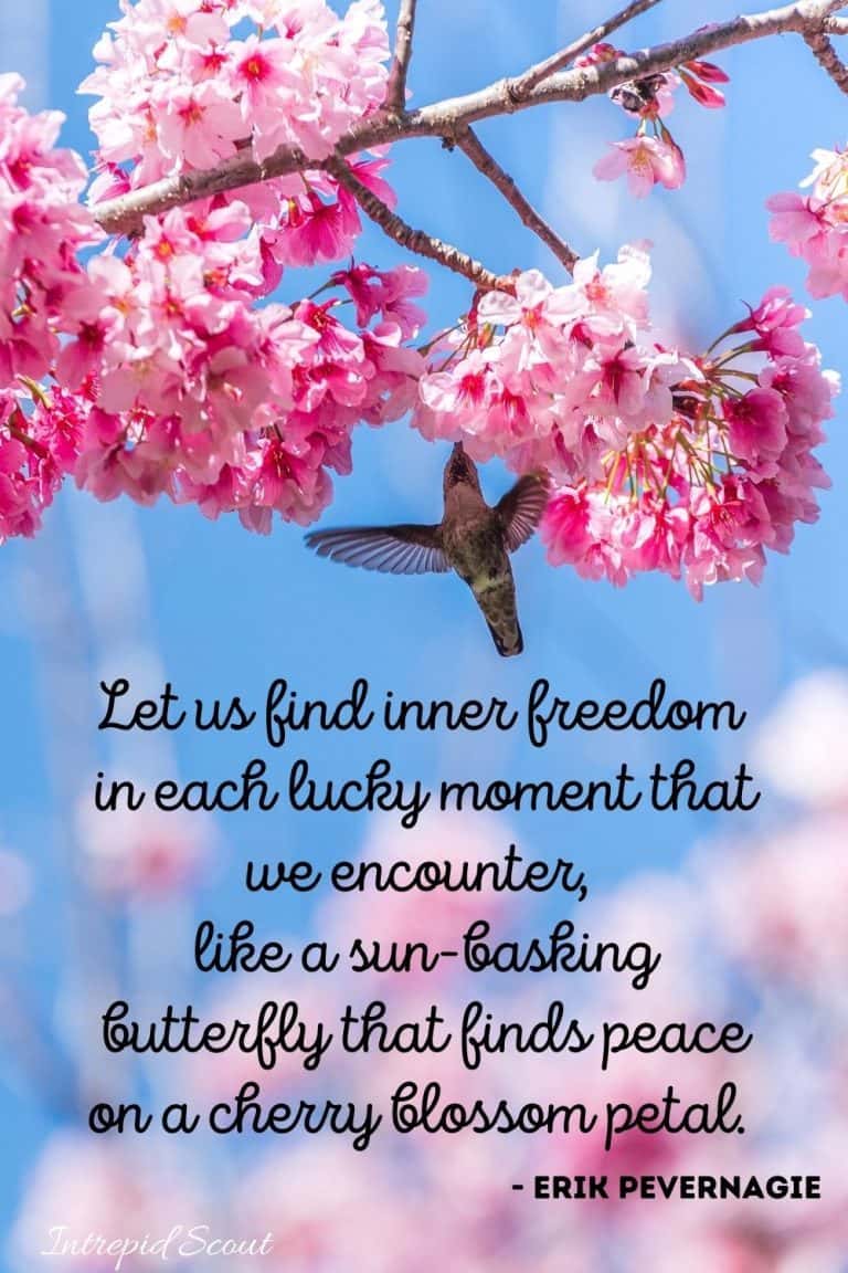 165 Beautiful CHERRY BLOSSOM QUOTES and CAPTIONS for Instagram ...