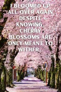 165 Beautiful CHERRY BLOSSOM QUOTES And CAPTIONS For Instagram ...