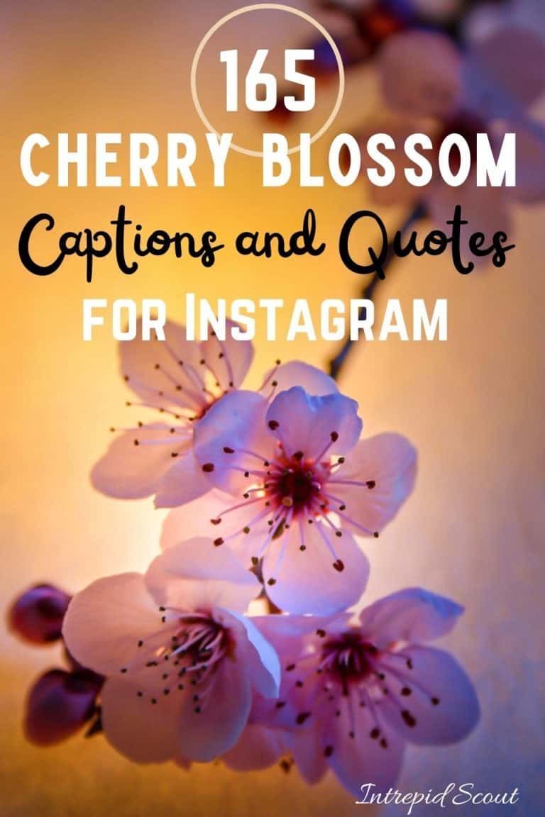 165 Beautiful CHERRY BLOSSOM QUOTES And CAPTIONS For Instagram ...