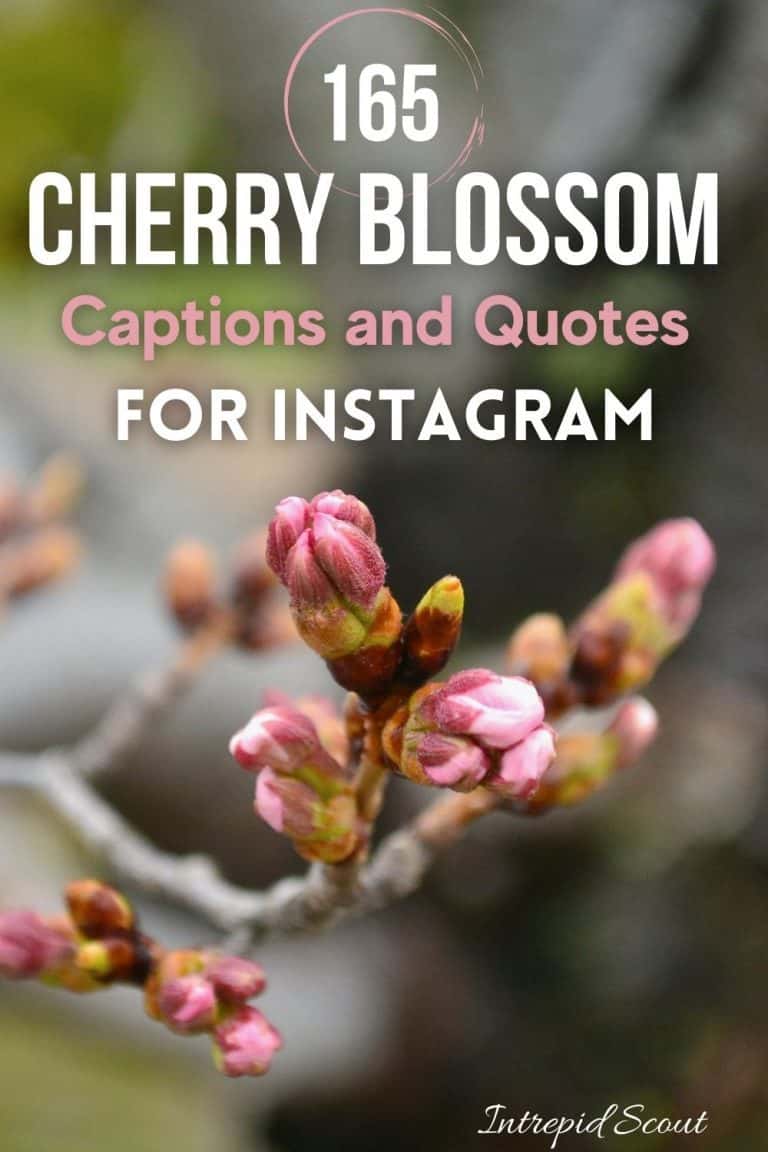 165 Beautiful CHERRY BLOSSOM QUOTES And CAPTIONS For Instagram ...