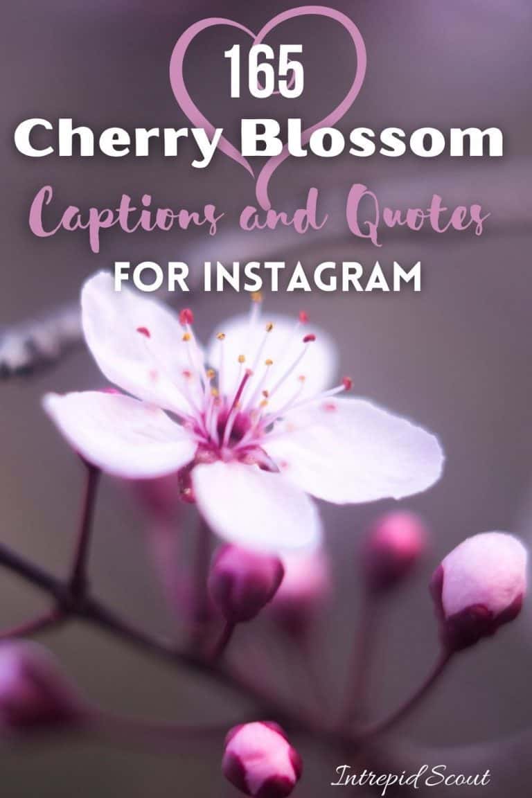 165 Beautiful CHERRY BLOSSOM QUOTES and CAPTIONS for Instagram ...