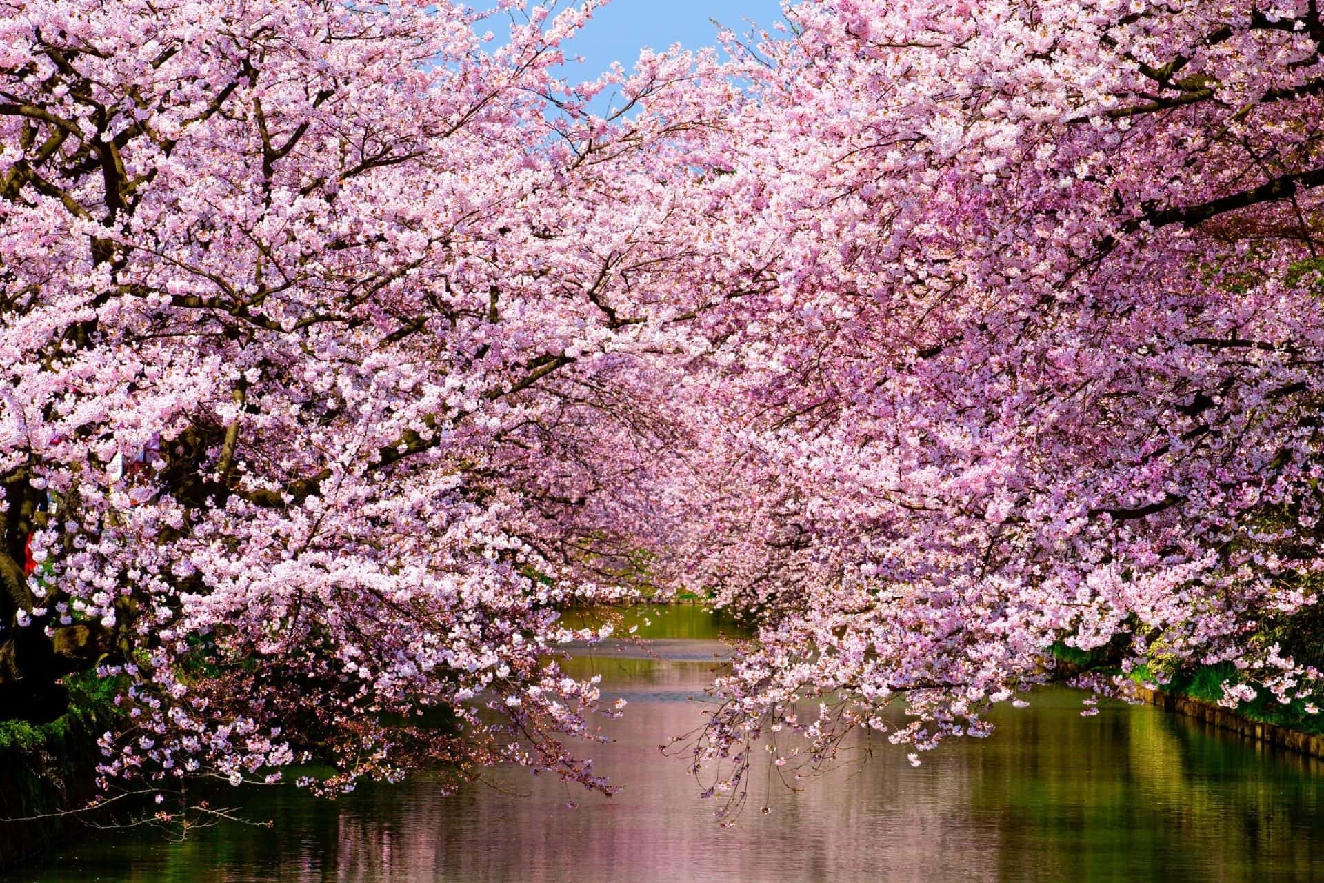 165 Beautiful CHERRY BLOSSOM Quotes and Captions for Instagram ...