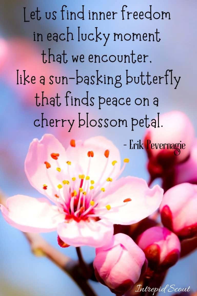 165 Beautiful CHERRY BLOSSOM QUOTES and CAPTIONS for Instagram ...