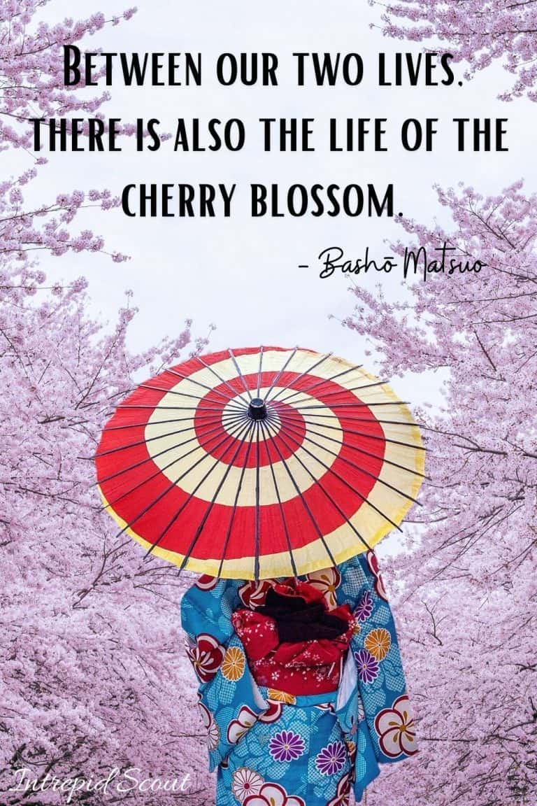 165 Beautiful CHERRY BLOSSOM QUOTES And CAPTIONS For Instagram ...