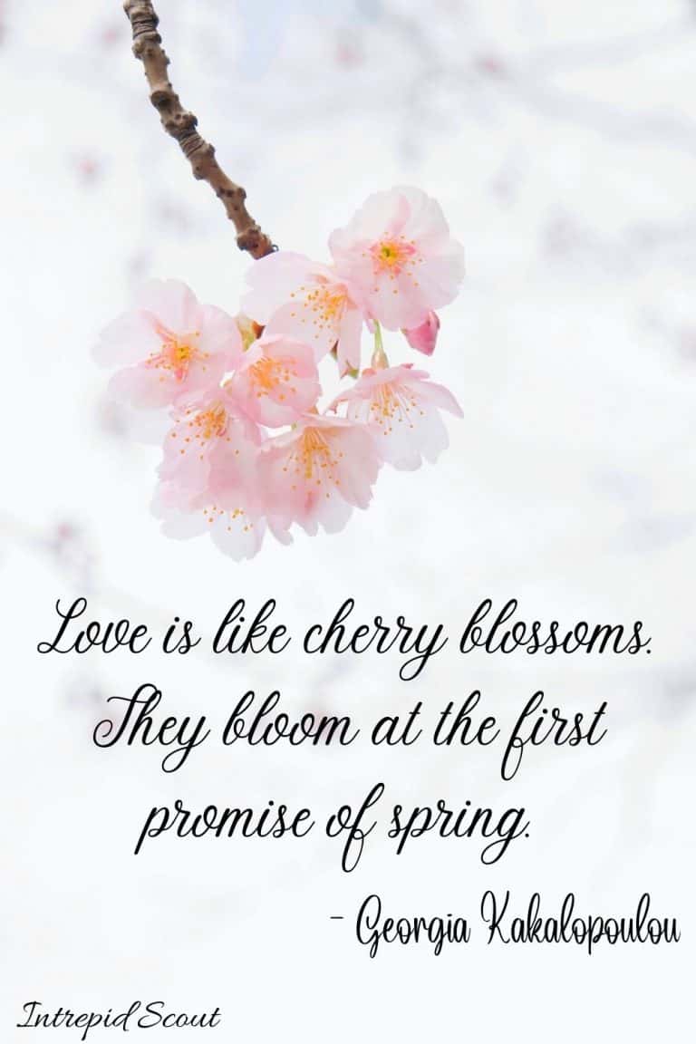 165 Beautiful CHERRY BLOSSOM QUOTES And CAPTIONS For Instagram ...