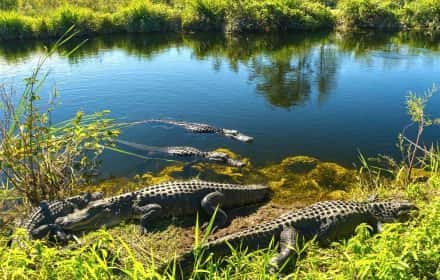 Everglades National Park in One Day