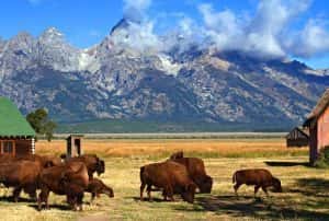 5 Best Places To See WILDLIFE In GRAND TETON (Maps+ Practical Tips ...