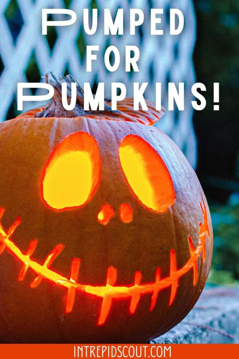 232 Delightful Pumpkin Captions and Quotes to Ignite Your Autumn Spirit ...
