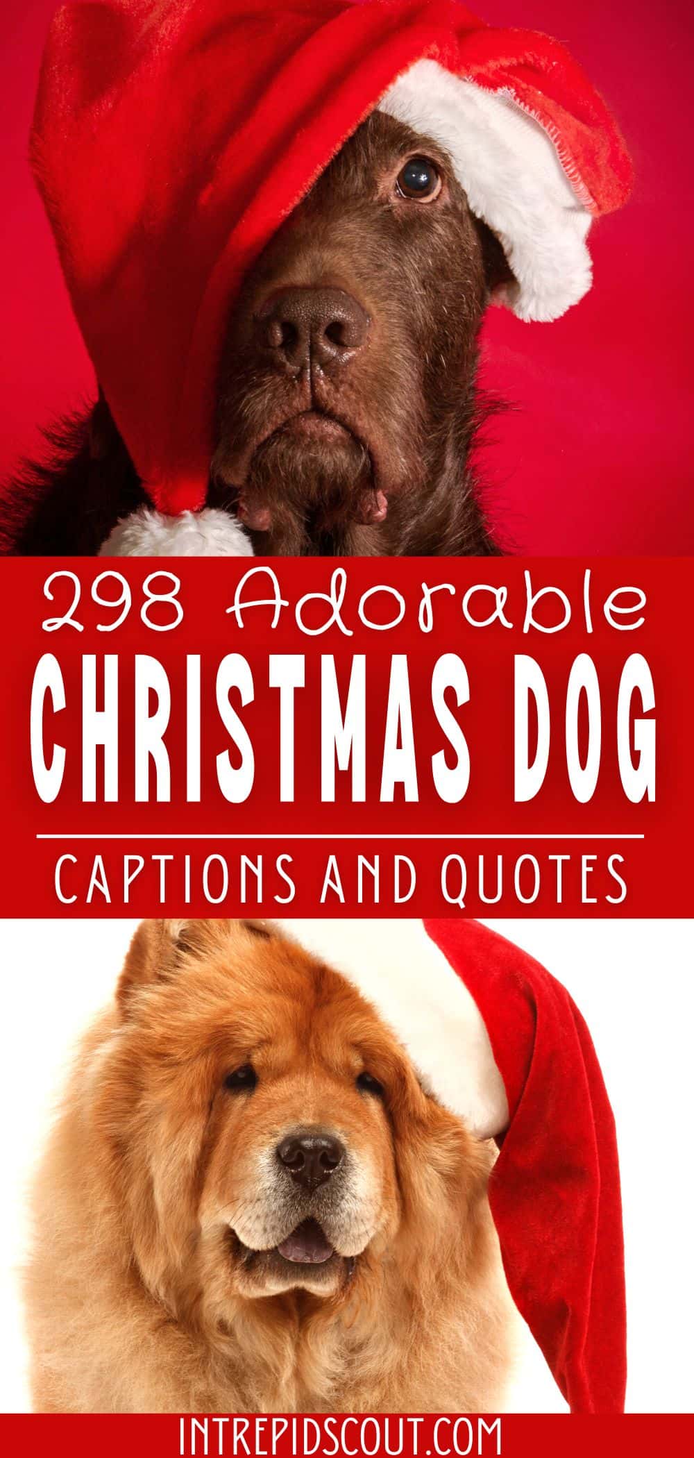 funny animal christmas pictures with captions