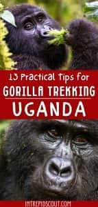 13 Practical Tips for GORILLA TREKKING in UGANDA (How to Plan, Prepare ...