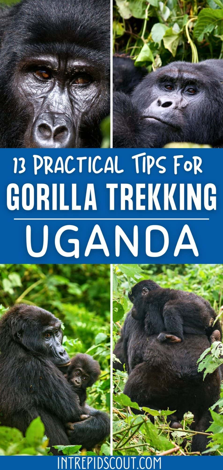 13 Practical Tips for GORILLA TREKKING in UGANDA (How to Plan, Prepare ...