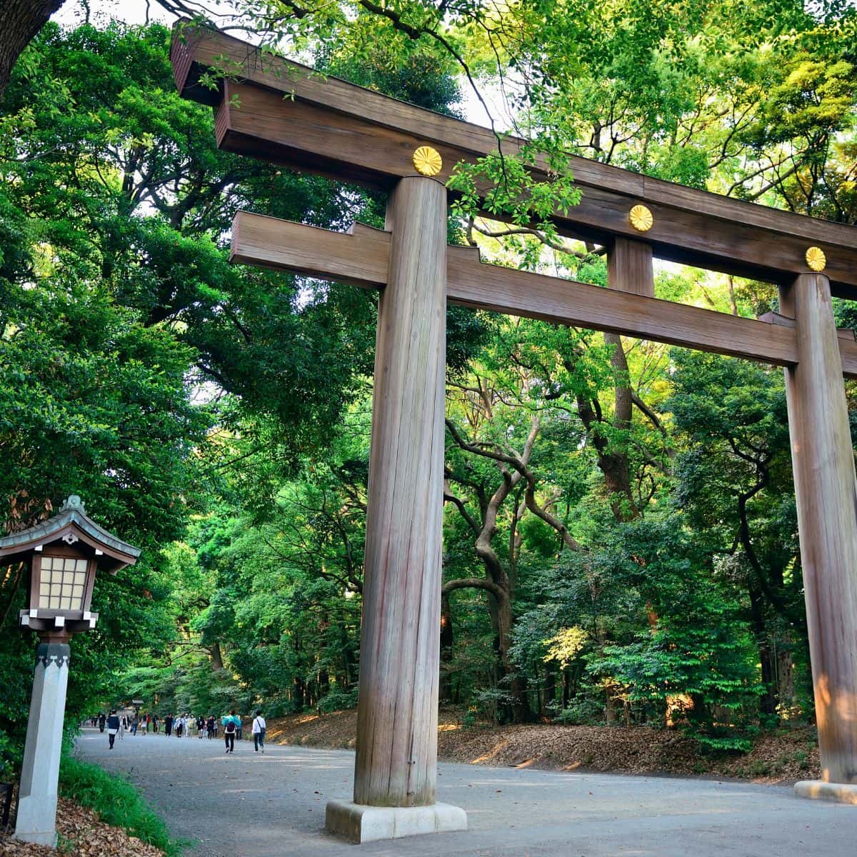 Torii Gate at Meiji Shrine