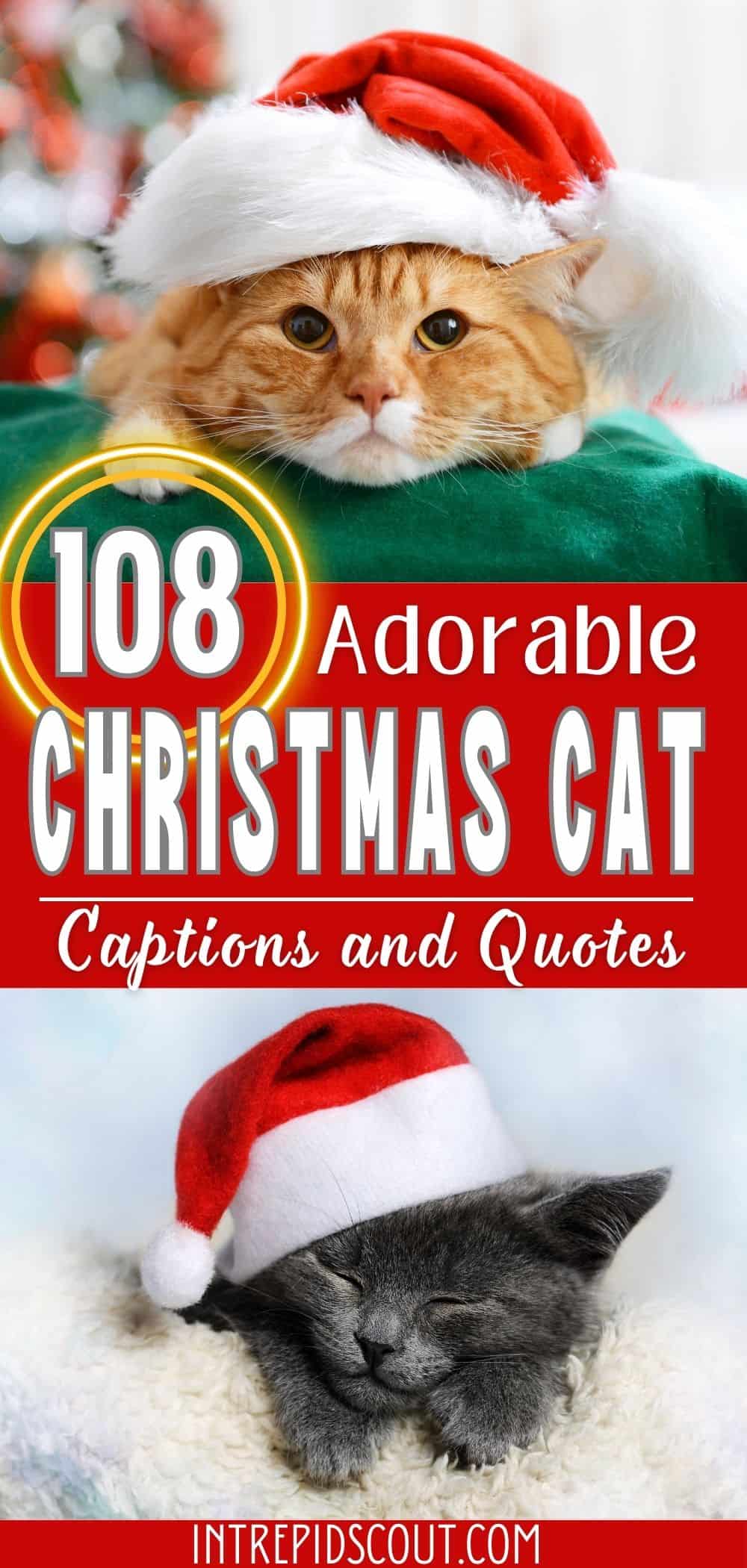 Christmas Cat Captions and Quotes