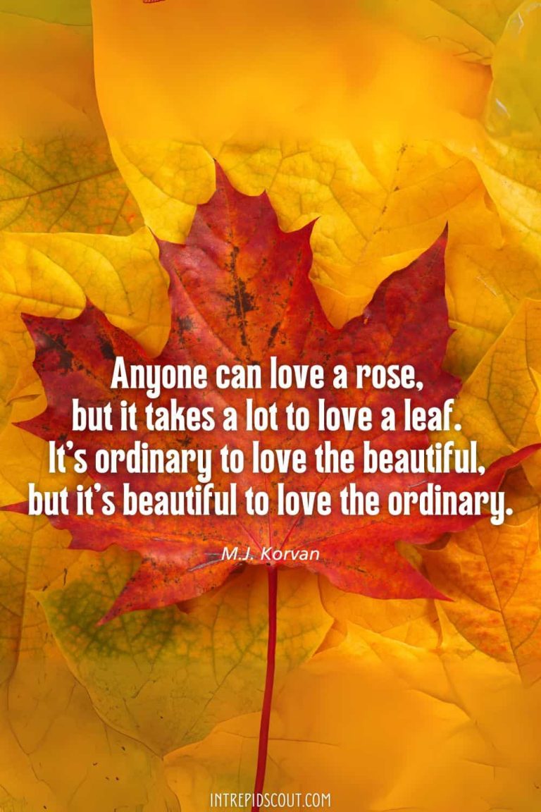 33 Changing Leaves Quotes That Celebrate the Beauty of Fall • Intrepid ...