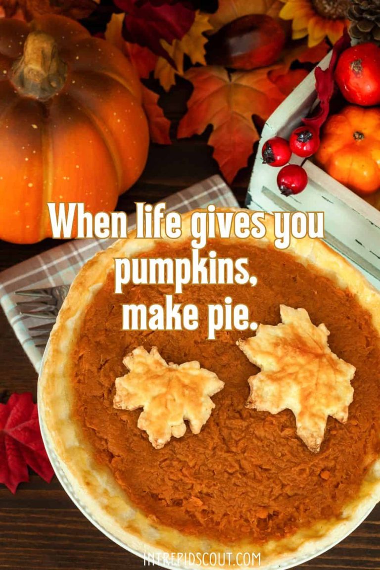 104 Delightful Pumpkin Captions and Quotes to Celebrate Fall • Intrepid ...