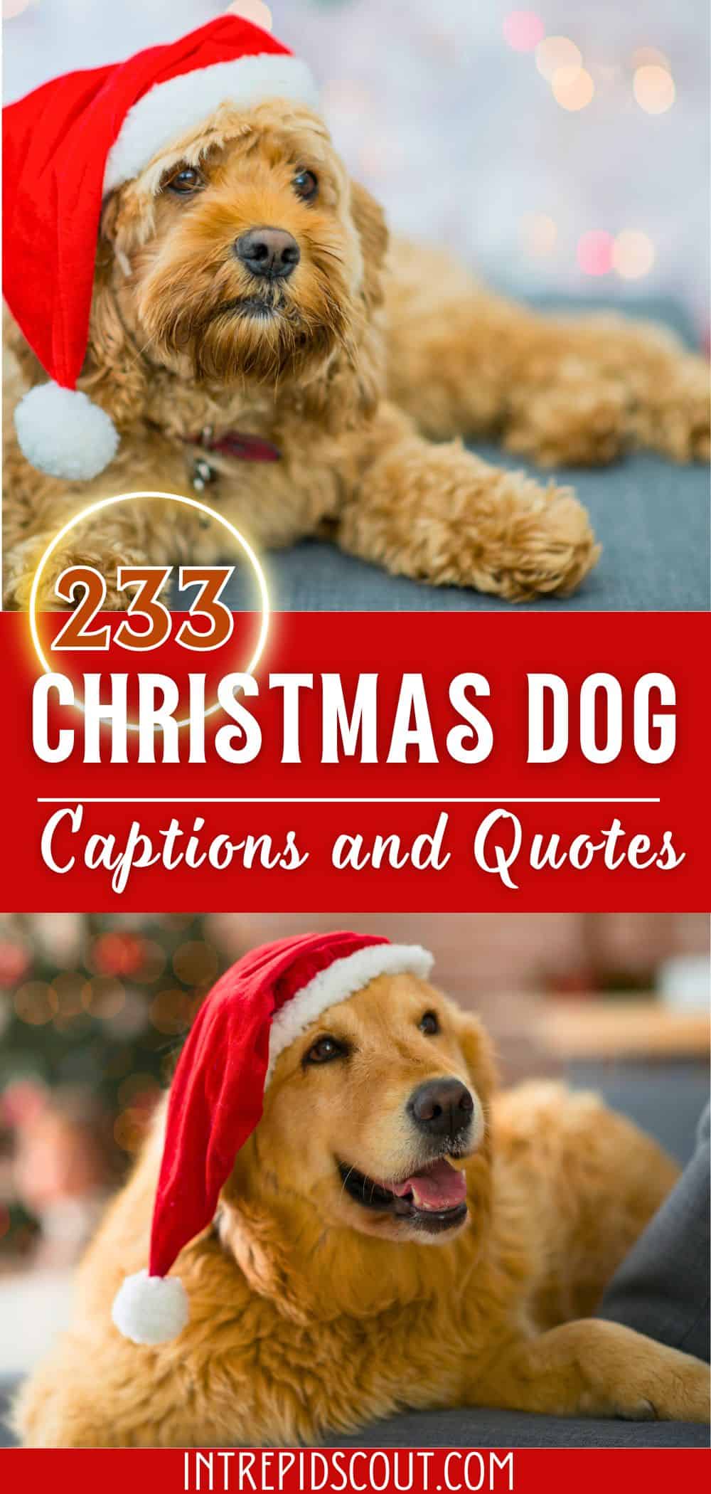 Christmas Dog Captions