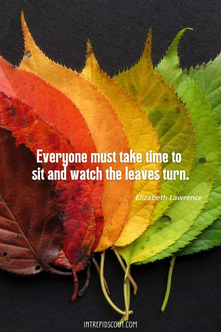 33 Changing Leaves Quotes That Celebrate the Beauty of Fall • Intrepid ...