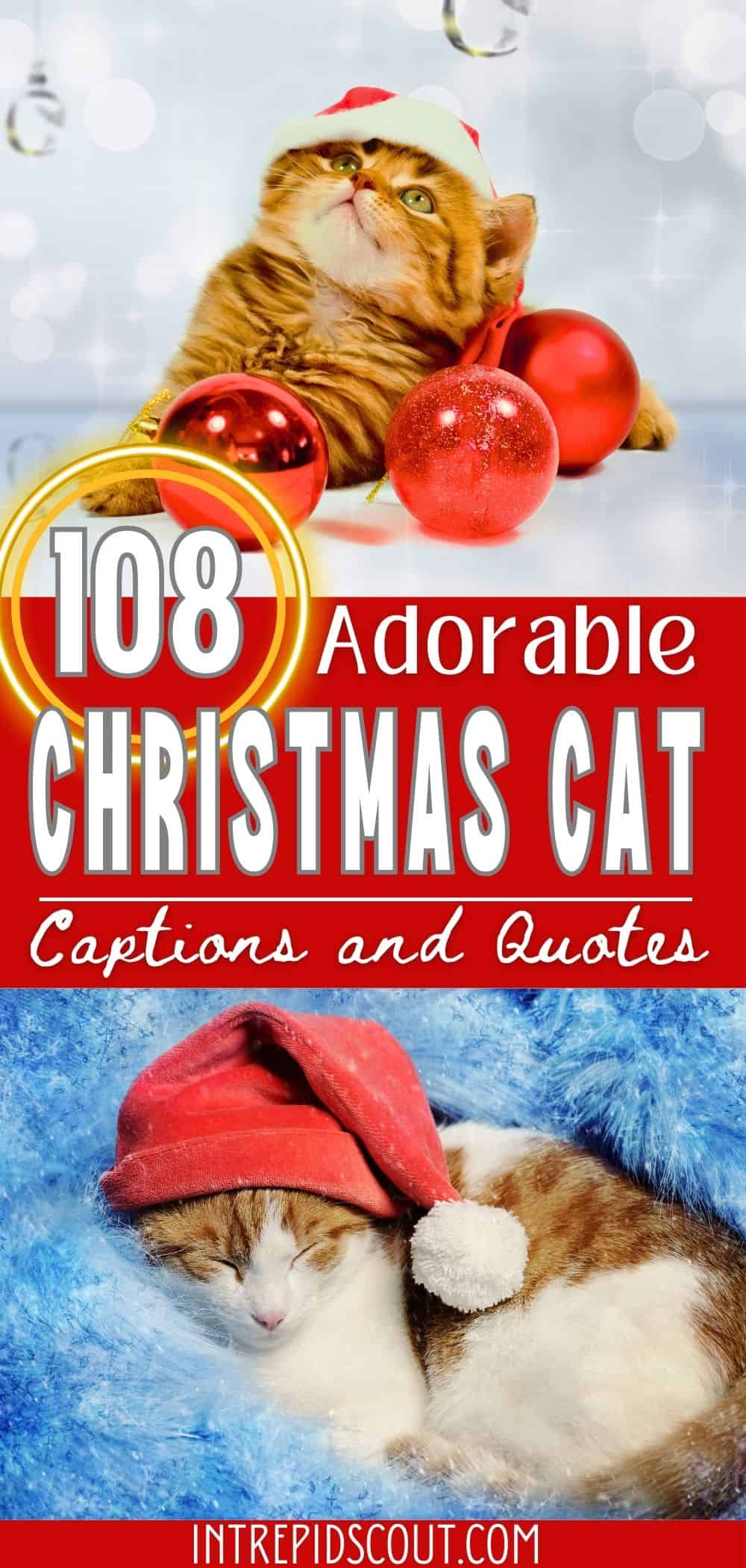 Christmas Cat Captions and Quotes