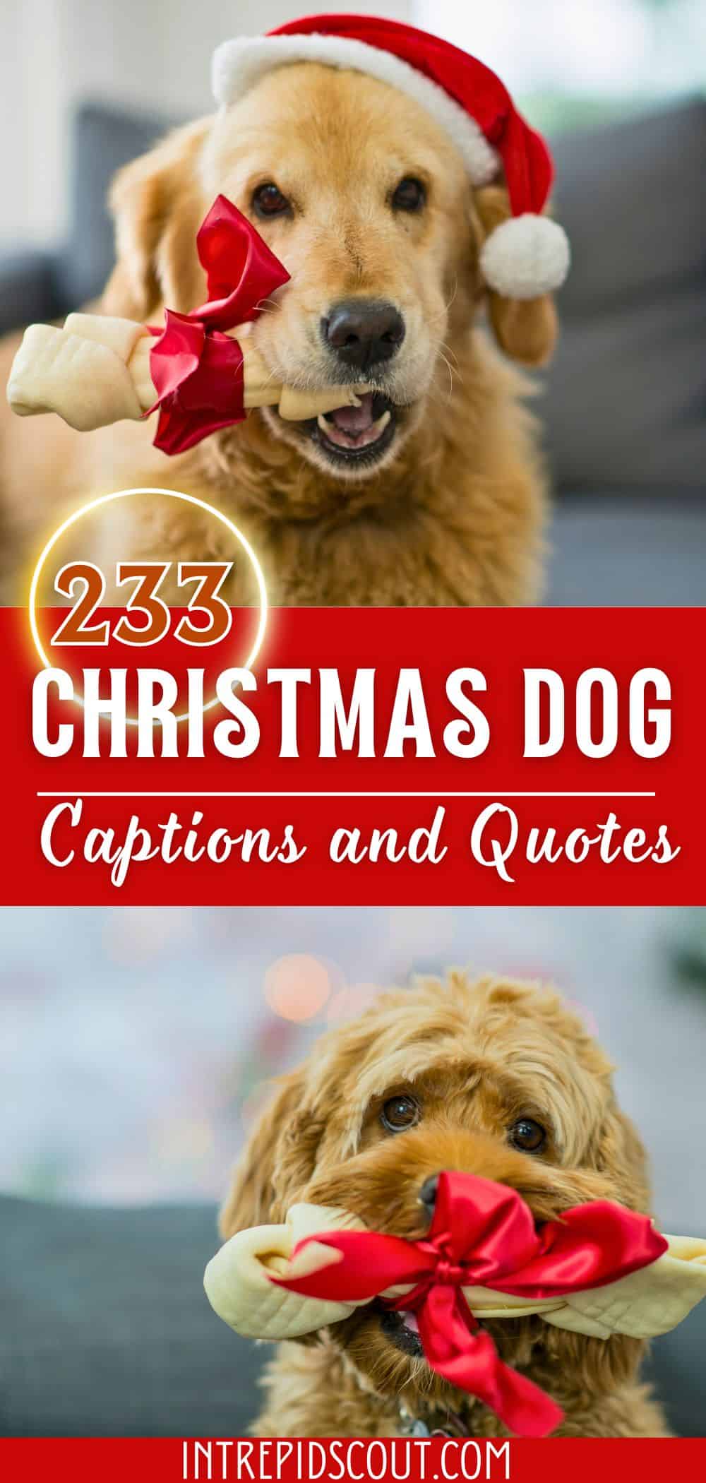 Christmas Dog Captions