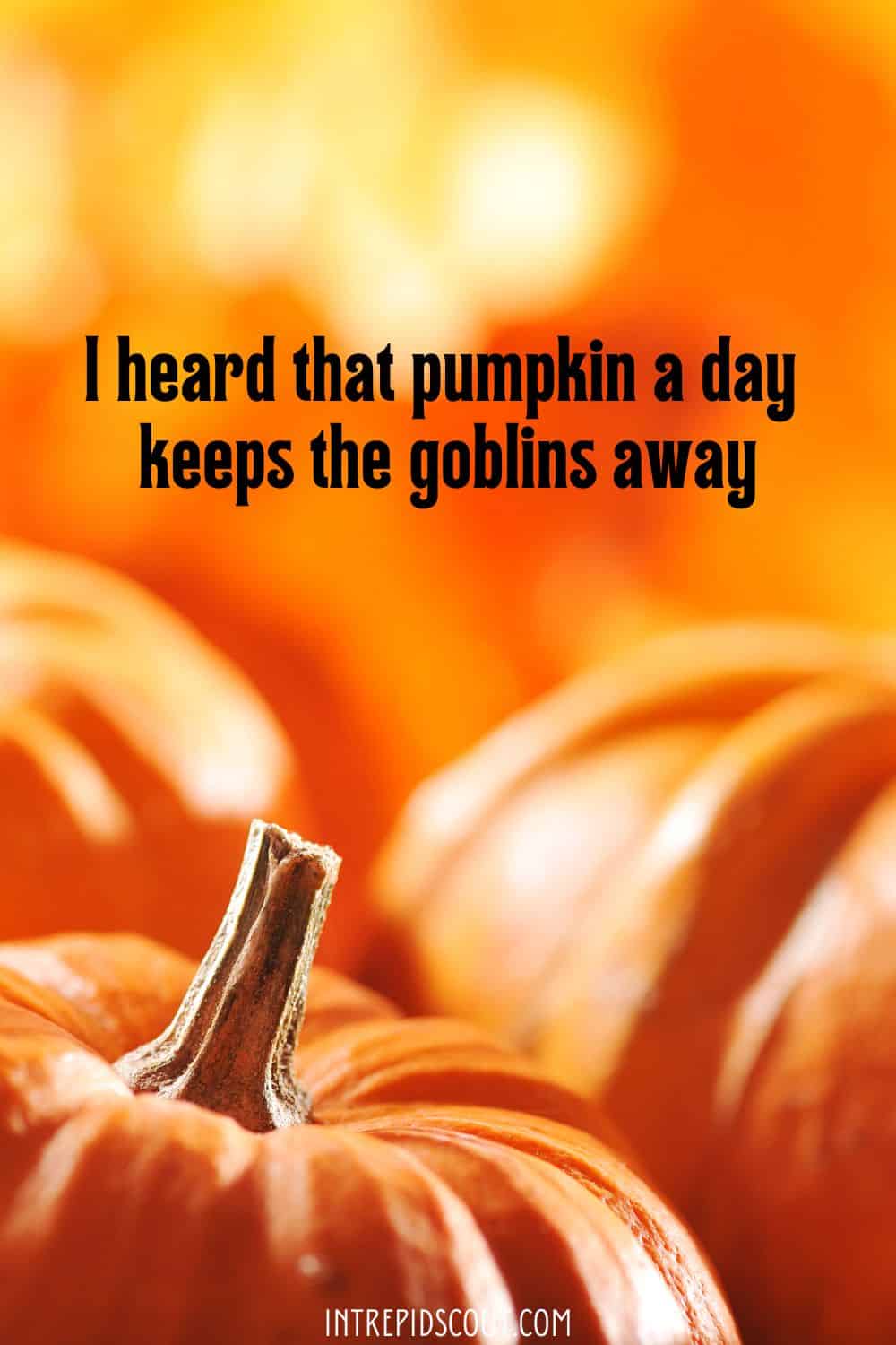 Pumpkin Quotes