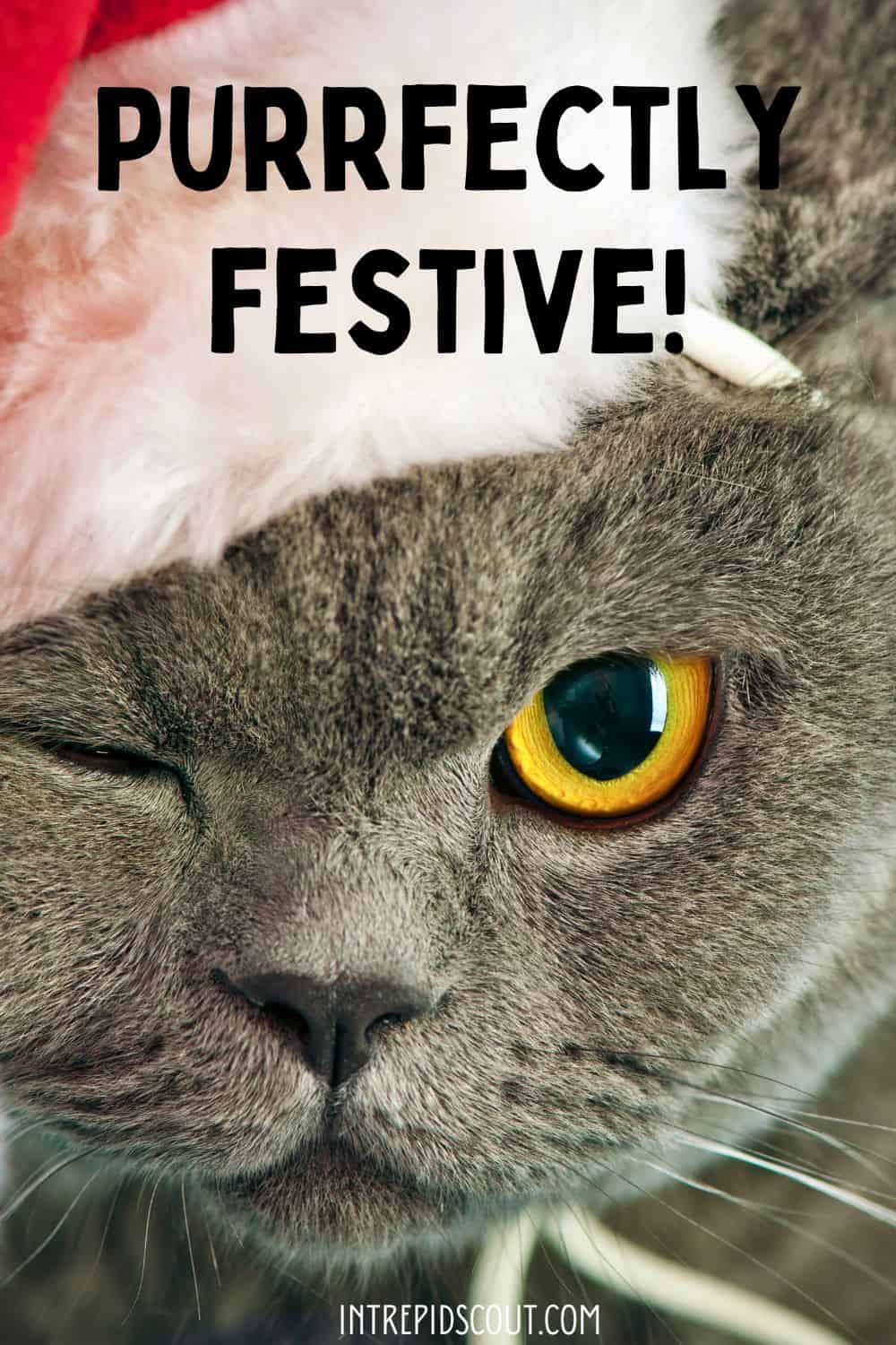 Christmas Cat Captions and Quotes