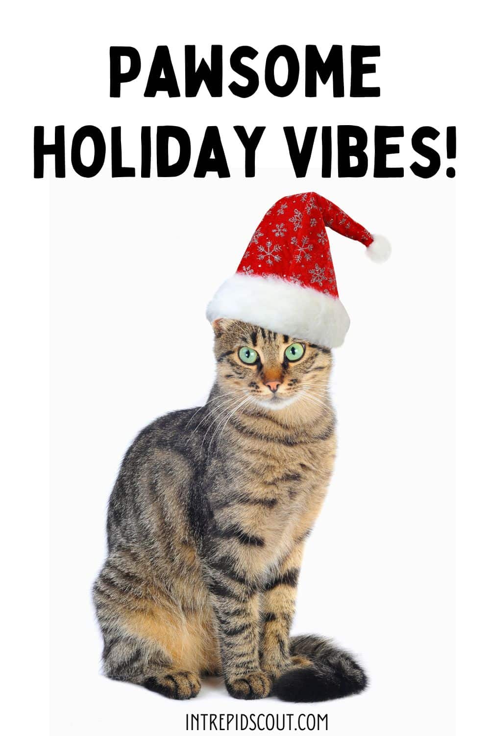 Christmas Cat Captions and Quotes