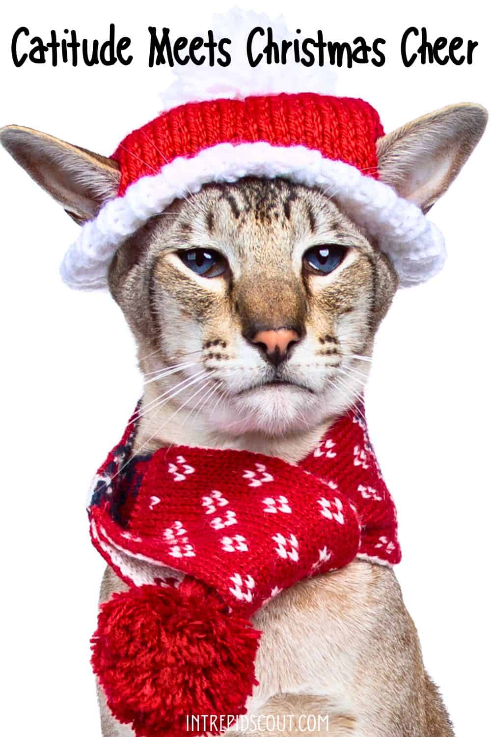 Christmas Cat Captions and Quotes