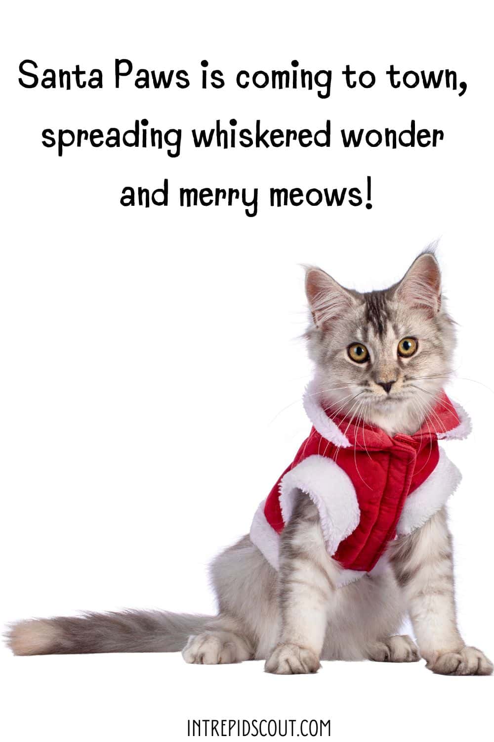 Christmas Cat Captions and Quotes