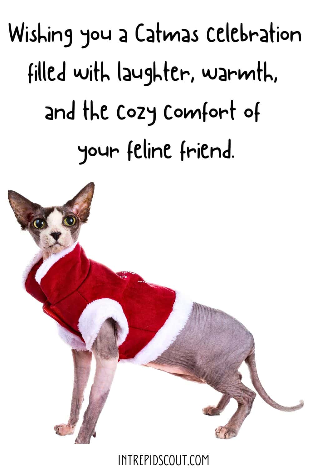 Christmas Cat Captions and Quotes