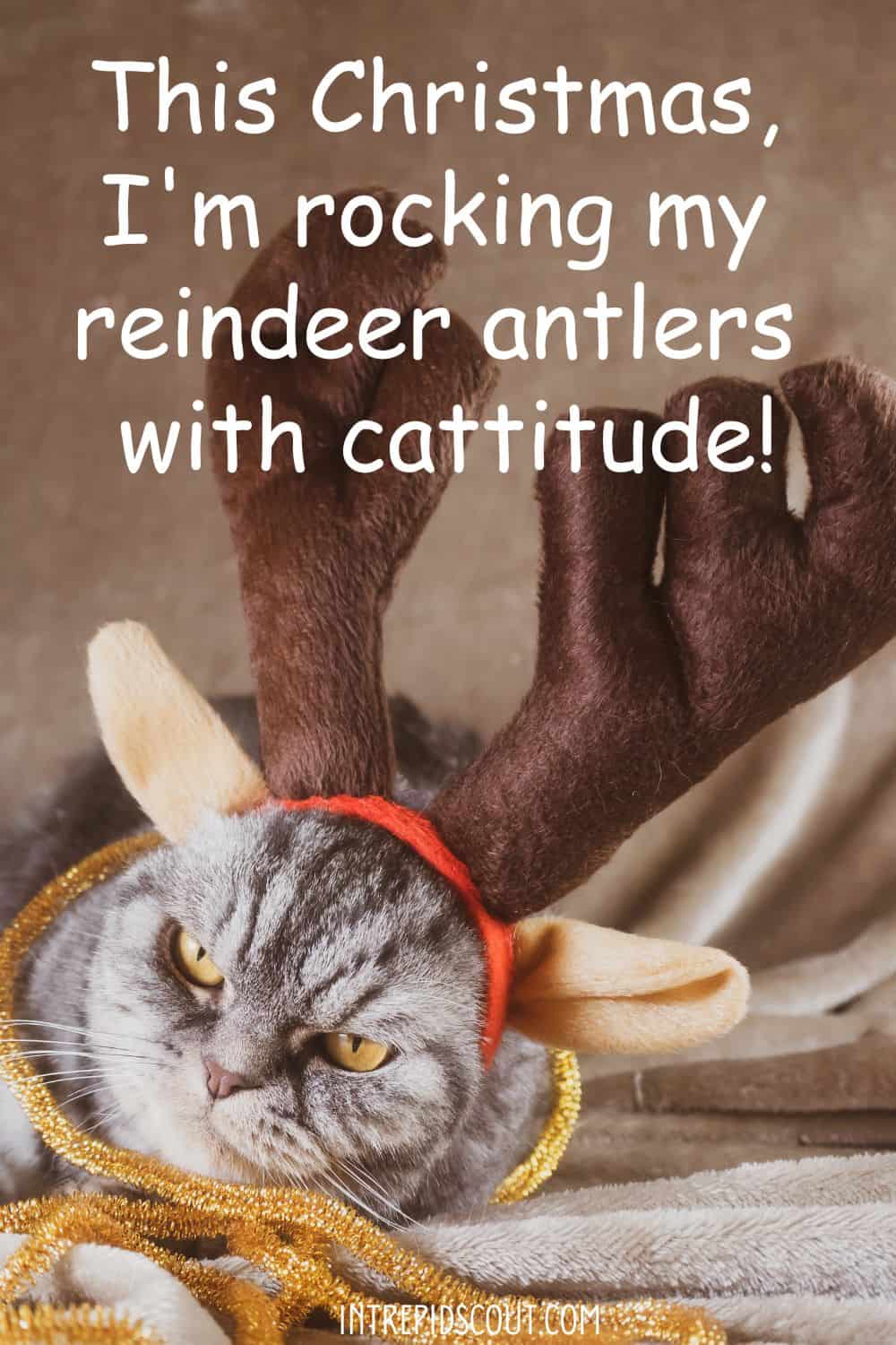 Christmas Cat Captions and Quotes