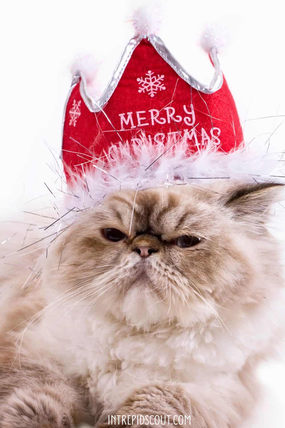 Christmas Cat Captions and Quotes