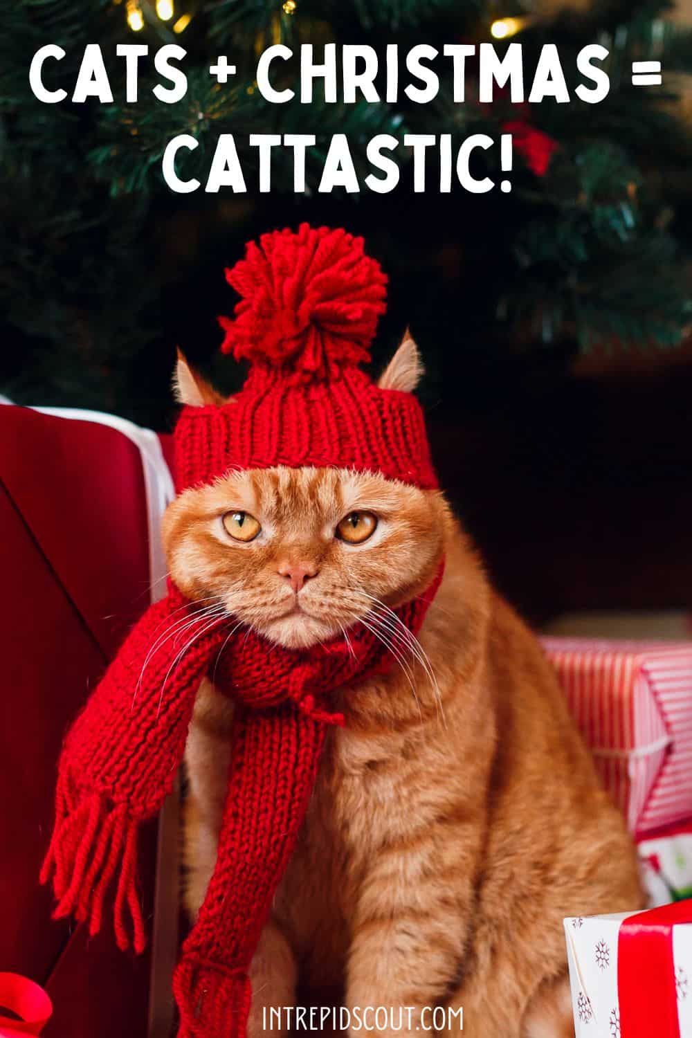 Christmas Cat Captions and Quotes