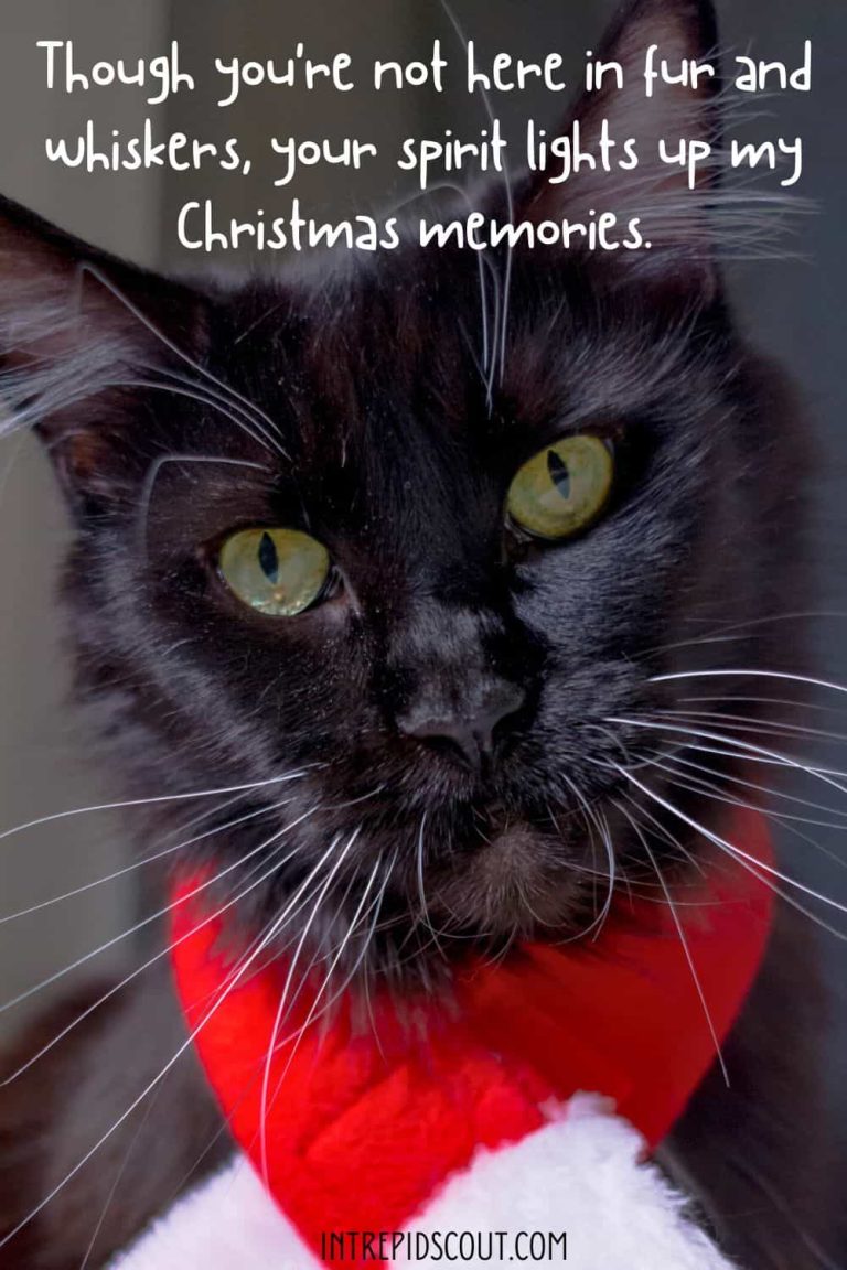 108 Charming Christmas Cat Captions and Quotes • Intrepid Scout