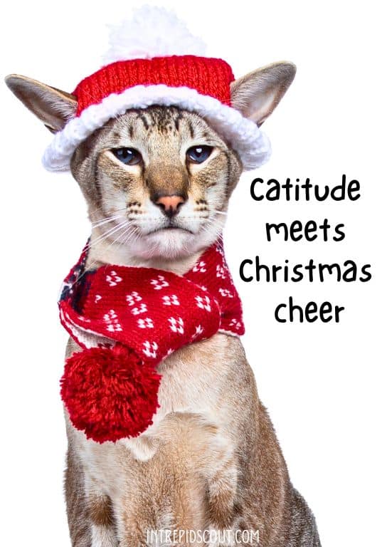 Christmas Cat Captions and Quotes