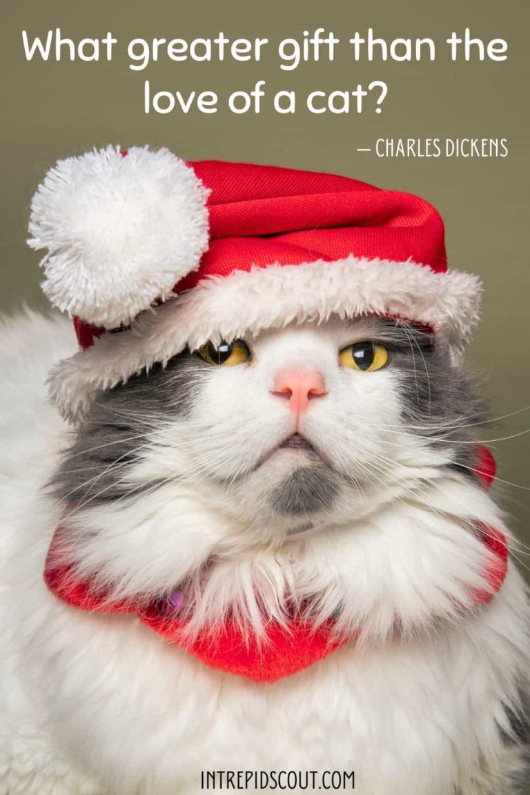 108 Charming Christmas Cat Captions and Quotes • Intrepid Scout