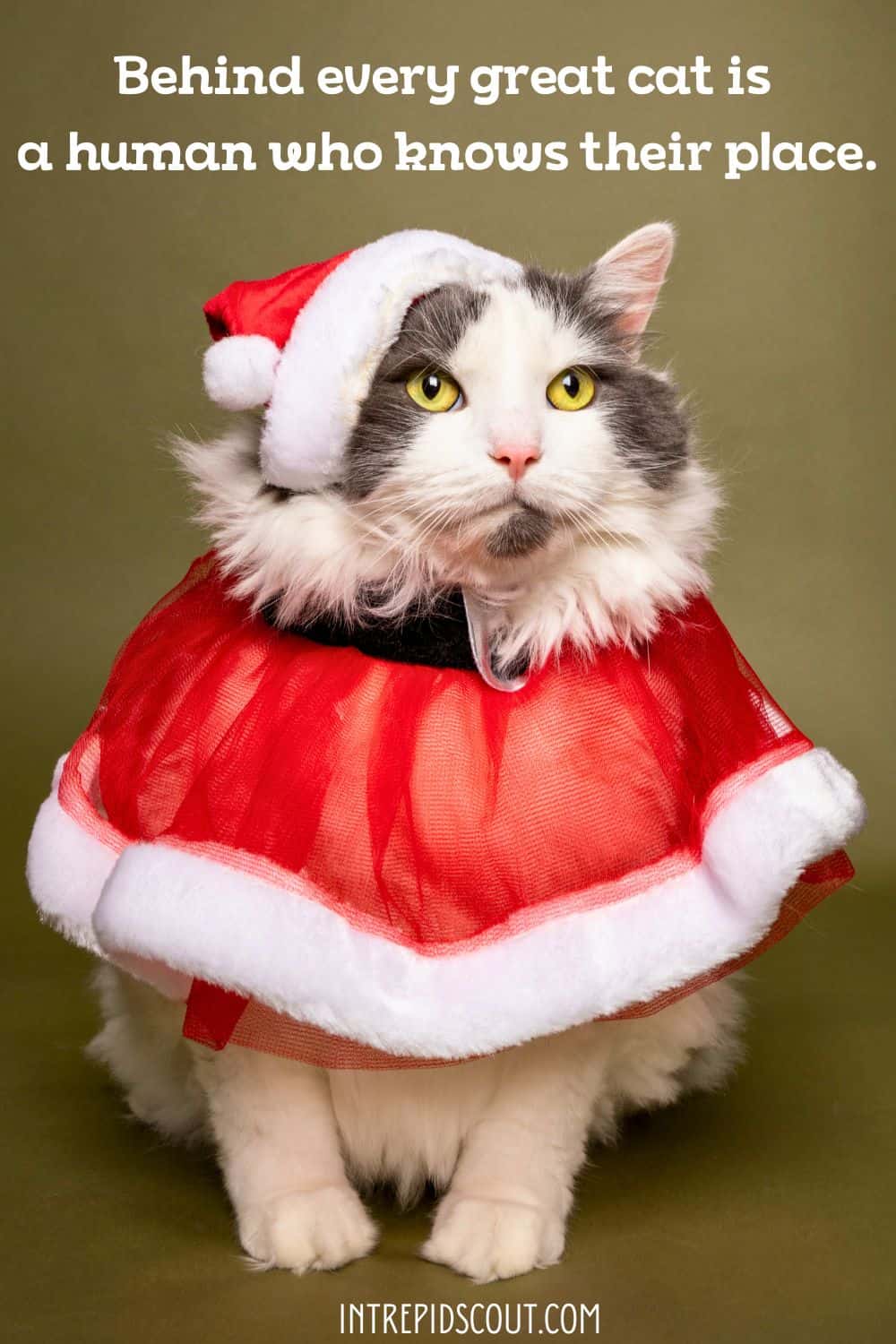 Christmas Cat Captions and Quotes