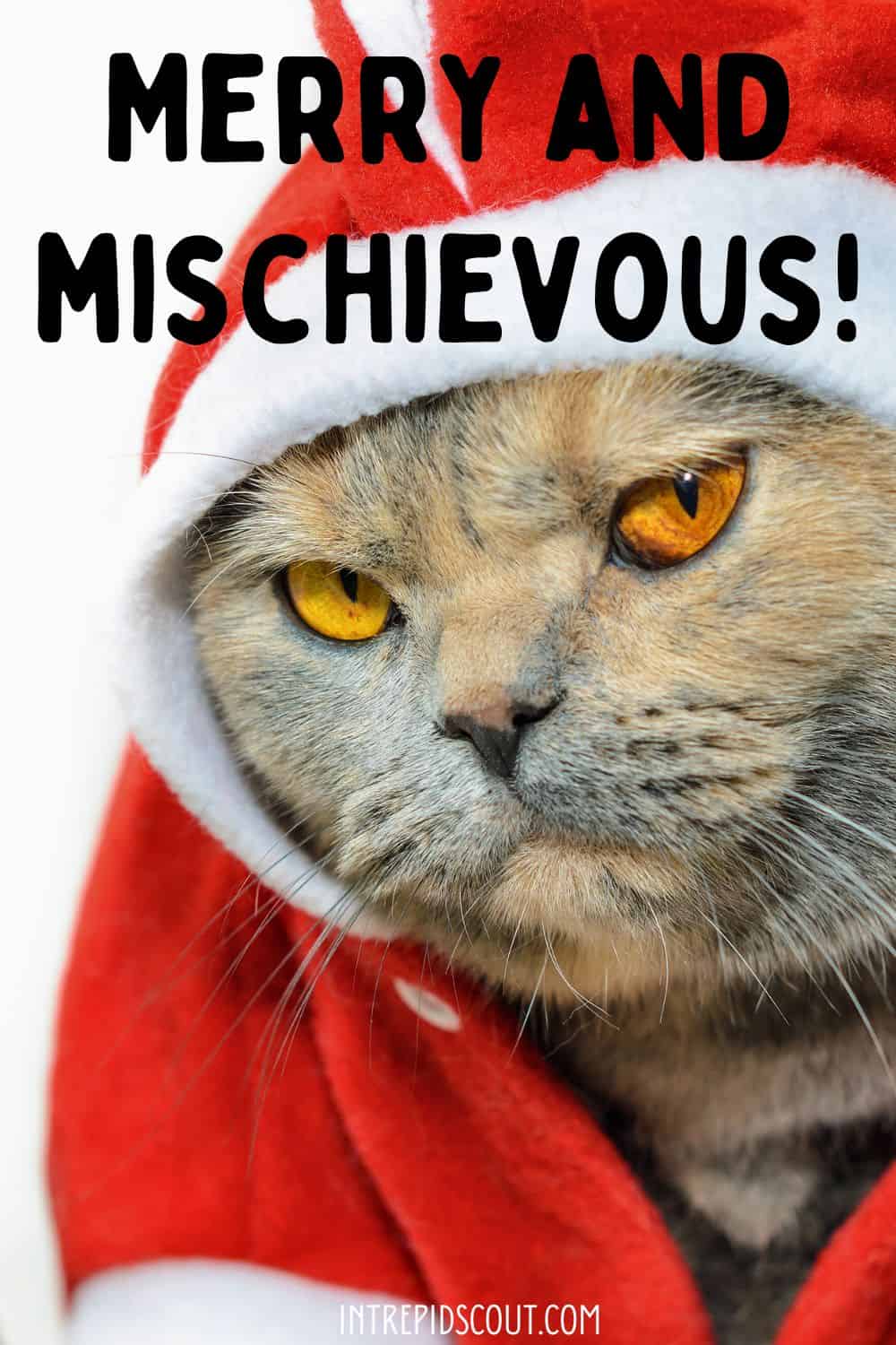 Christmas Cat Captions and Quotes