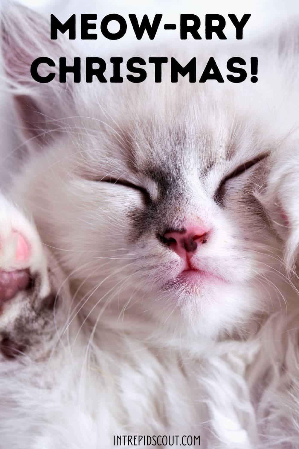 Christmas Cat Captions and Quotes