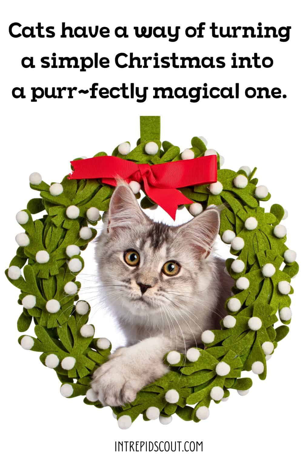 Christmas Cat Captions and Quotes