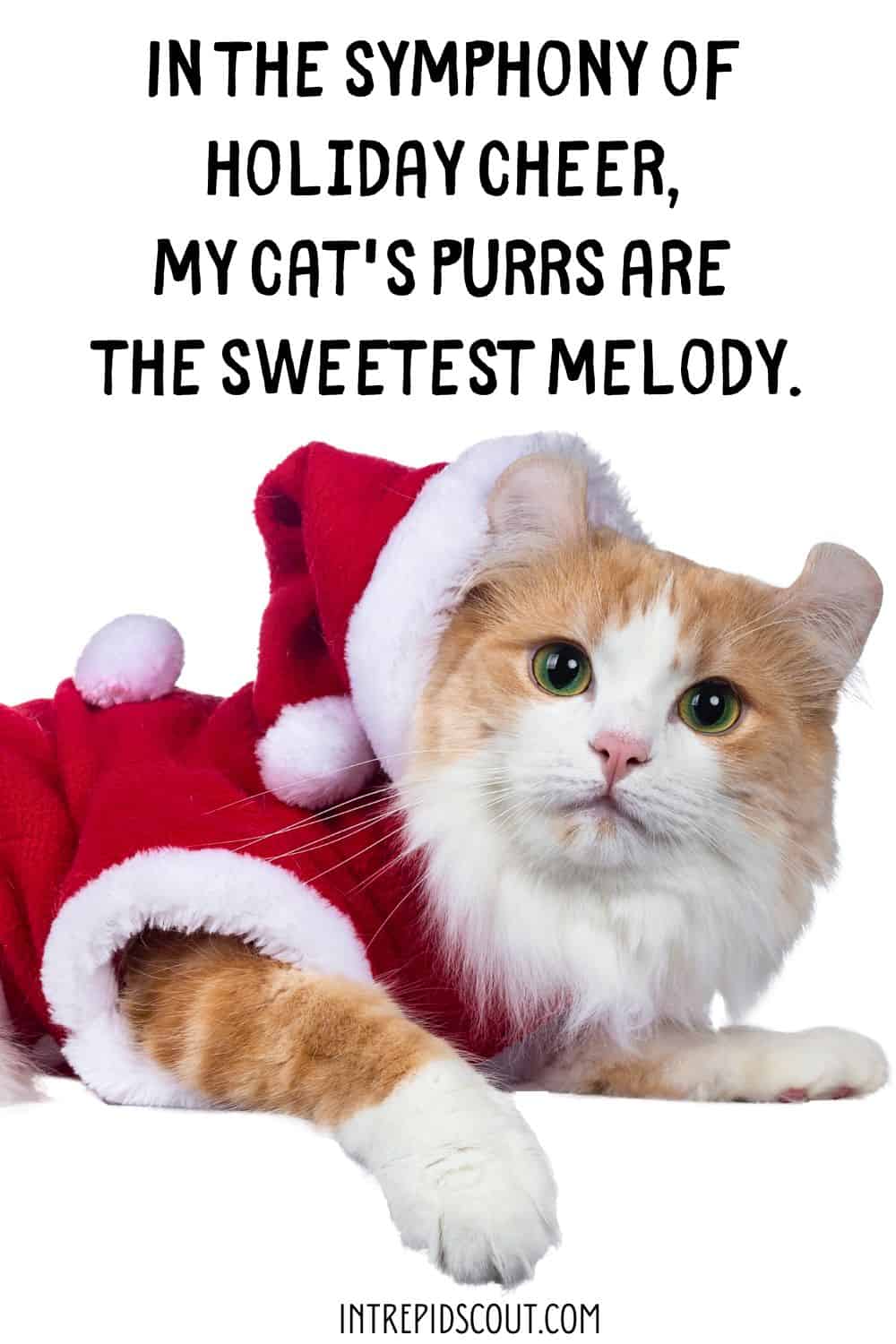 Christmas Cat Captions and Quotes